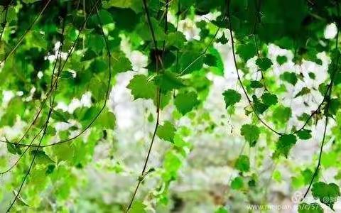 奇思妙想   创意无限    ——二中学子“青藤文学社”社徽征集