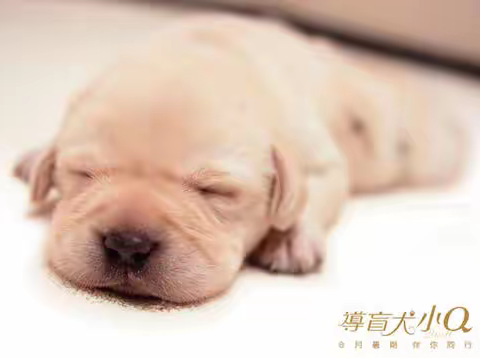 从导盲犬《小Q》说到影星任达华