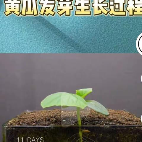 我是五年级一班徐文浩，我介绍的植物是黄瓜。