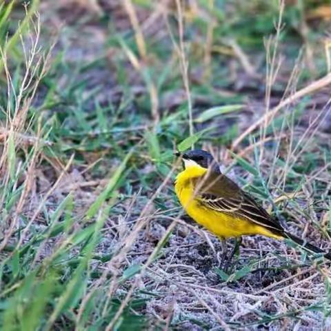 候鸟乐园龙游湾