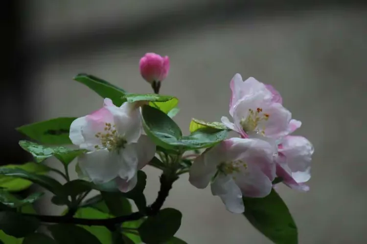 海棠春（春花）