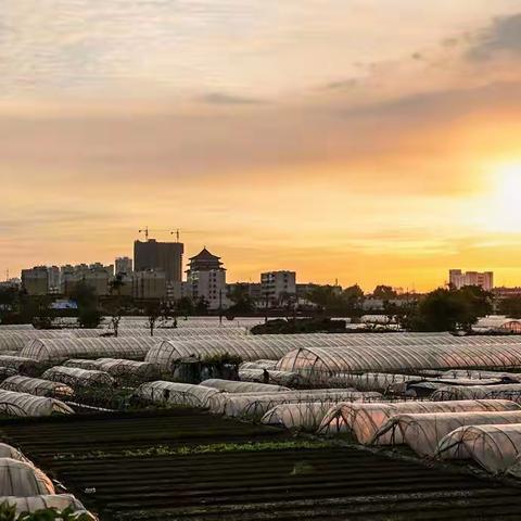 老照片 ▪ 《故乡的夕阳》