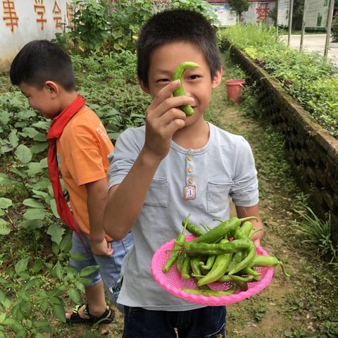 东渡小学劳动实践基地｜在这里成长，在这里热爱