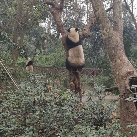 憨憨的国宝