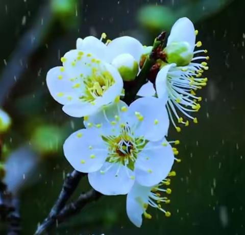 【诗朗诵】美音波诵艺术团学员朗诵碑林路人的《生死等候》