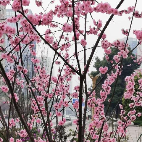 花开的时候我就来看你                                                          ——六年级第三周线上学习