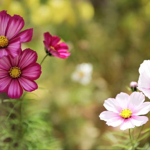 格桑花