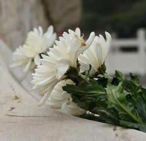 推动殡葬改革,倡导文明祭扫——贺兰县幼儿园致全体师生及家长的一封信！