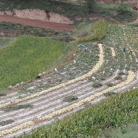 话桑麻