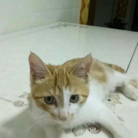 猫咪