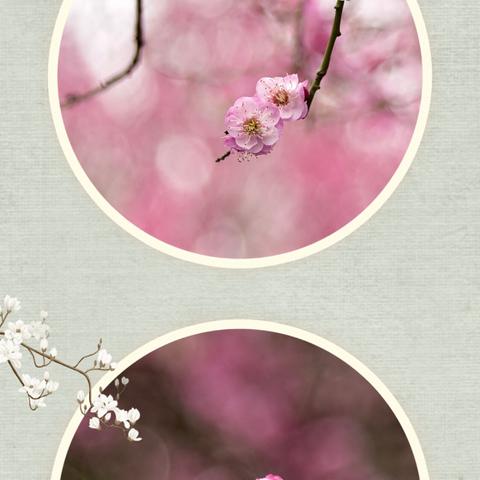 一树梅花一树春