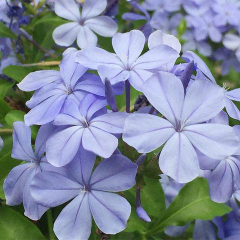 我们的青春是首歌