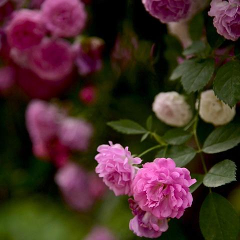 转角遇见的美——蔷薇花开