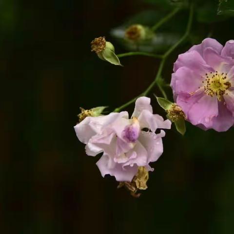 林花谢了春红，太匆匆