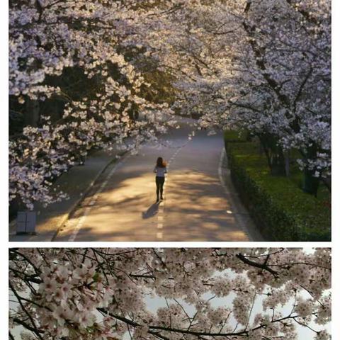 疫情之下我们是这样做的——崔召中学九年级语文老师线上教学纪实