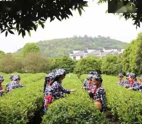 学礼绘伞感非遗古韵   篝火采茶享幸福江西 ——2022 年婺源夏令营之旅