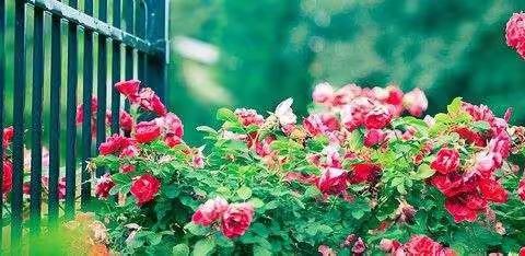 教研相长勤探索，交流分享求真知——记陕师大万科小学语文组大教研活动