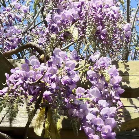 奎文区樱园幼儿园党支部举行线上缅怀英烈活动