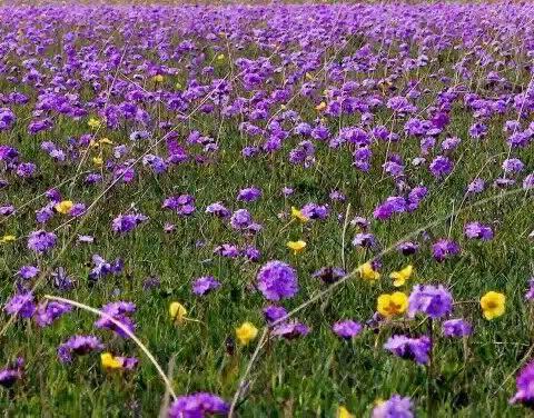 2018年春柳明学区六年级毕业复习教学研讨活动暨期中检测质量分析会