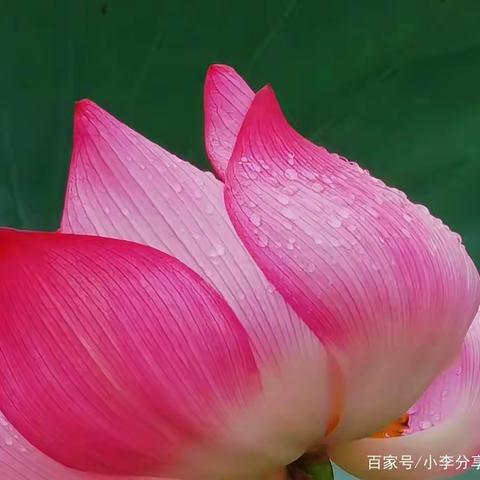 芙蓉