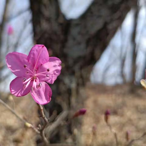 봄빛 유혹을 따라서