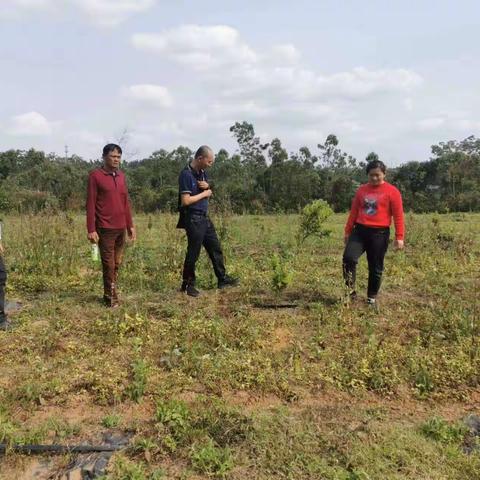 特色产业常挂心中，精心呵护助力发展——记东升村工作队三月份走访查看山茶油树基地。