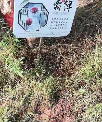 花好月圆迎中秋，热火朝天忙秋种！记一(2)班农耕园播种记