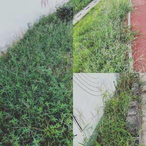 文明城市大家创，志愿服务我先行一一雅小三(4)班小蜜蜂中队社会实践活动👍 👍 👍 