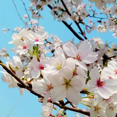 春光明媚正当时，群英锦卉斗芳菲