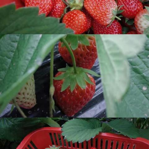 感受田园风光，倡导绿色生活——运河中学2021年妇女节活动