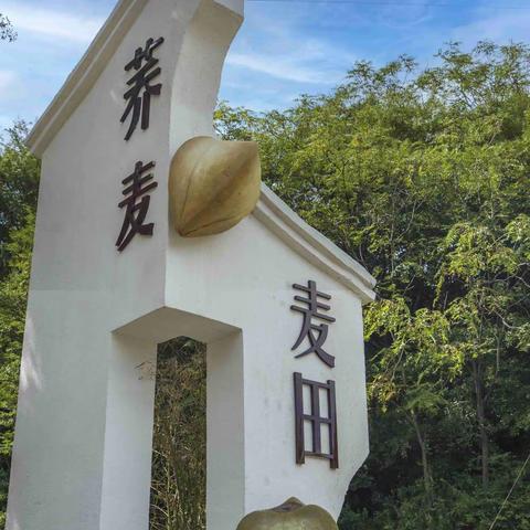 游蓝田九间房镇峪口村荞麦观赏园影纪