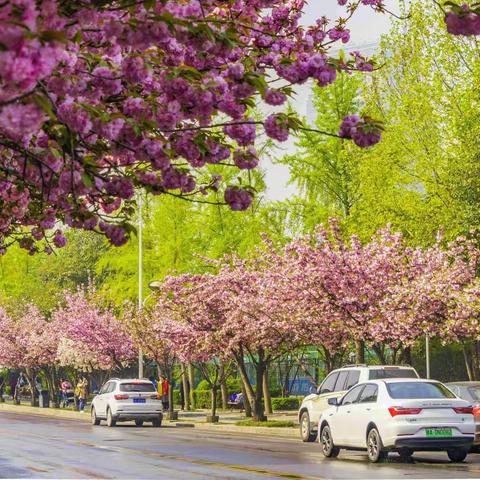 古都樱花季（一）：西安高新二路樱花