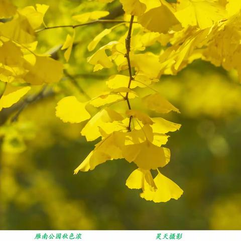 雁南公园秋色浓
