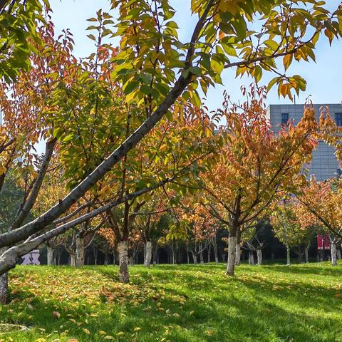 开元公园秋意浓（手机摄影）