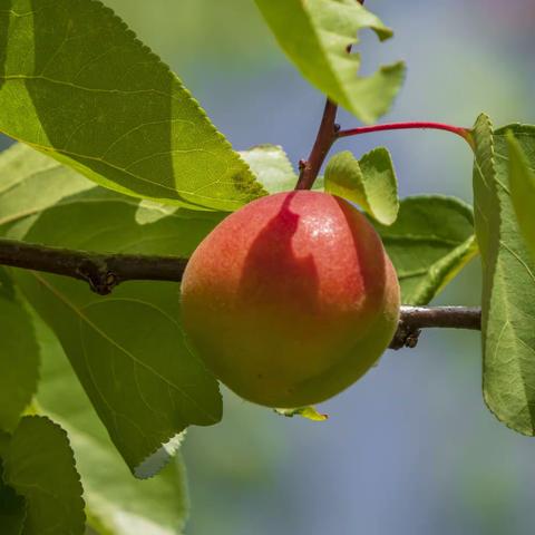 蓝田华胥“杏”好相遇