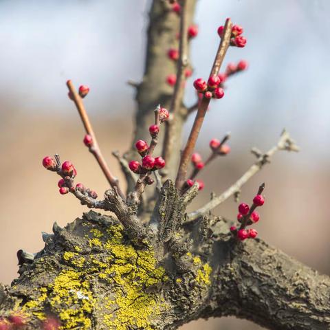 踏青蓝田华胥杏花谷