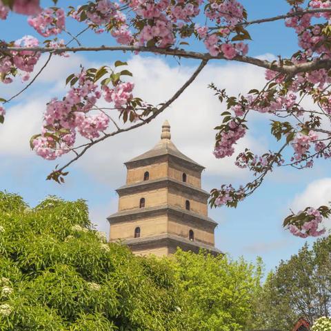 古都樱花季（三）：大雁塔樱花