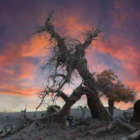 额济纳旗胡杨林：神秘的怪树林
