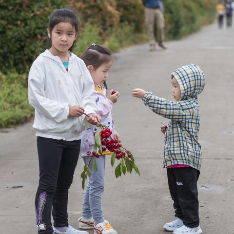 茂陵大樱桃生态博览园