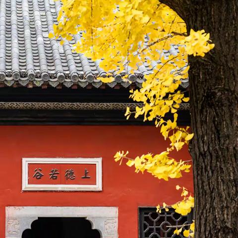道观禅寺赏银杏