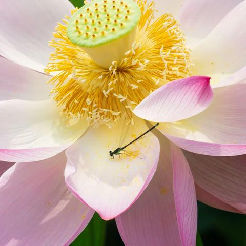 一花一世界