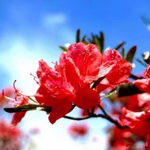 四八门·映山红