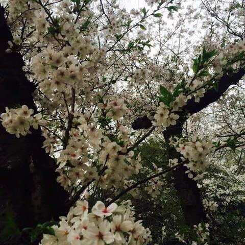 沉醉三月春风里