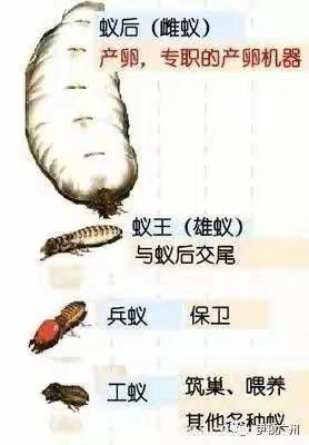 （三）嗨！我的蚂蚁朋友——蚂蚁的分工与种类