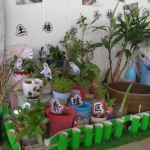 种在班里的春天—           丽都幼儿园植物角篇