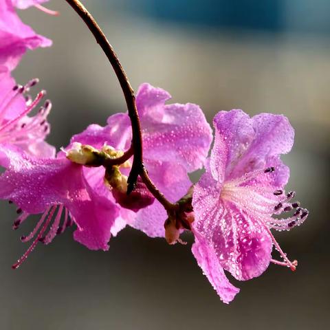 小区内赏花