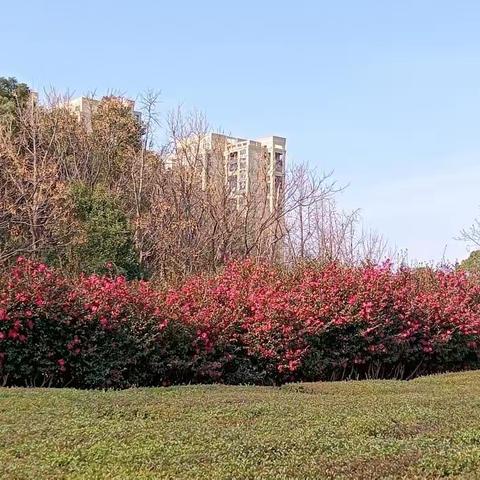 苏州白塘｜冬日茶梅 繁花盛景