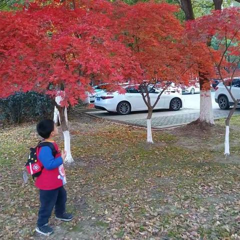 萌孙赏枫