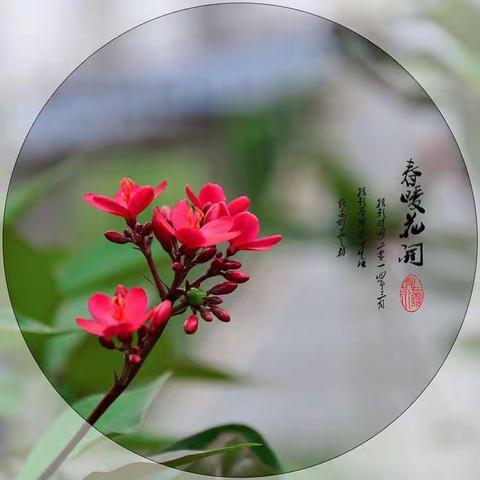 春暖花开的美篇