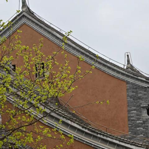 赏桃花 参平凹 竹林关内游棣花